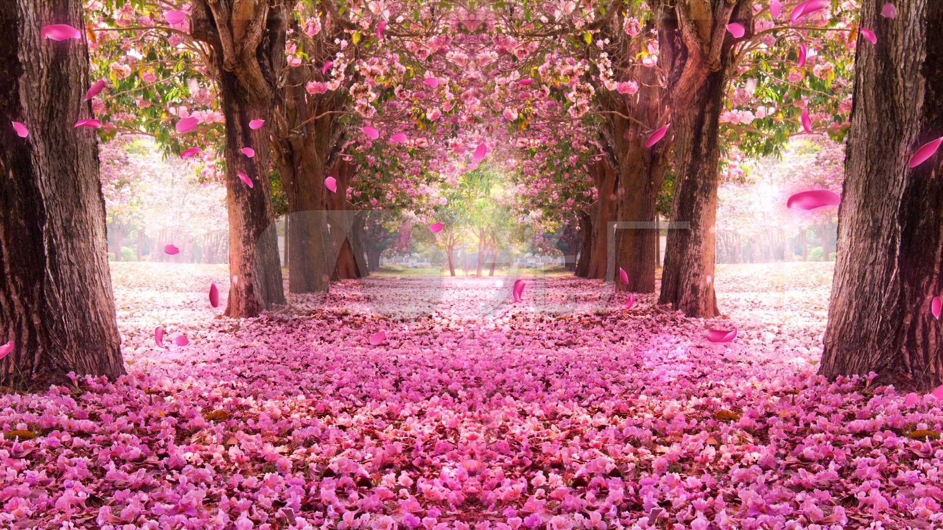 视频素材 舞台背景 场景背景 樱花桃花林,甜蜜浪漫  来自视频原始文件