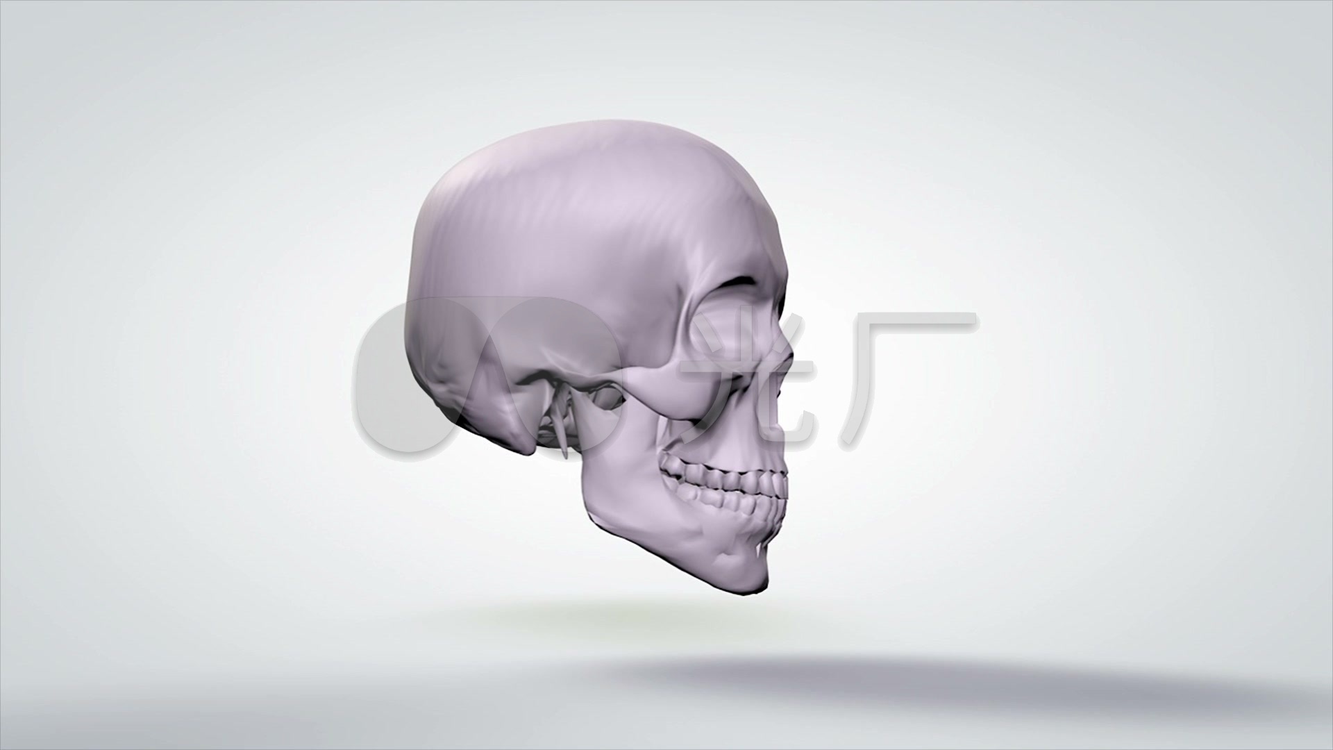 3d医学模型 人体头骨模型