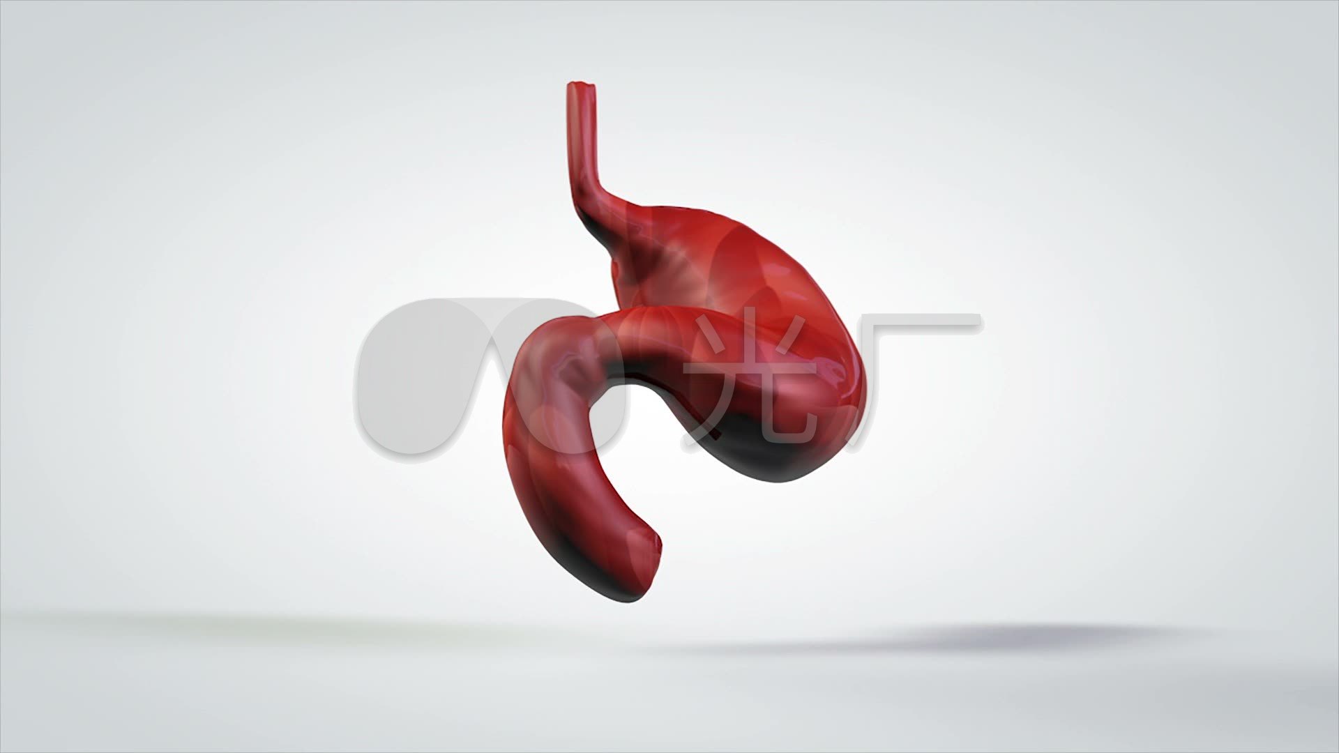 3d医学模型胃部模型