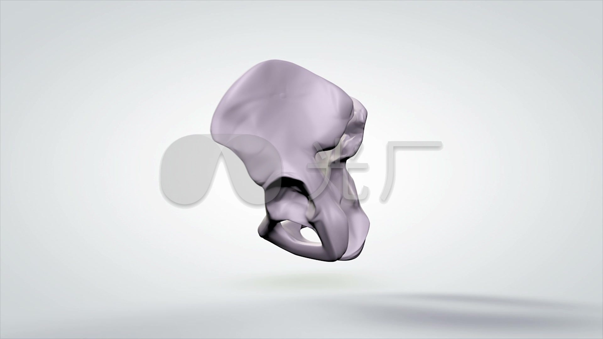 3d医学模型 人体骨盆骨骼模型