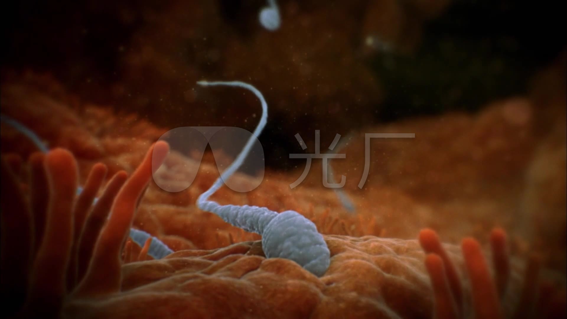 精子游动高清_1920X1080_视频视频素材下载陈氏24扇教学动画图片