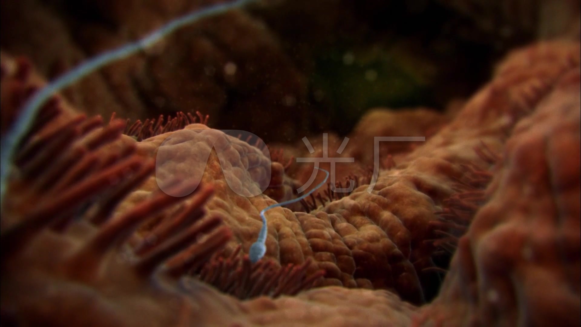 视频游动精子_1920X1080_教程动画素材下载wol高清图片