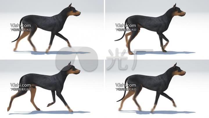 宠物犬奔跑
