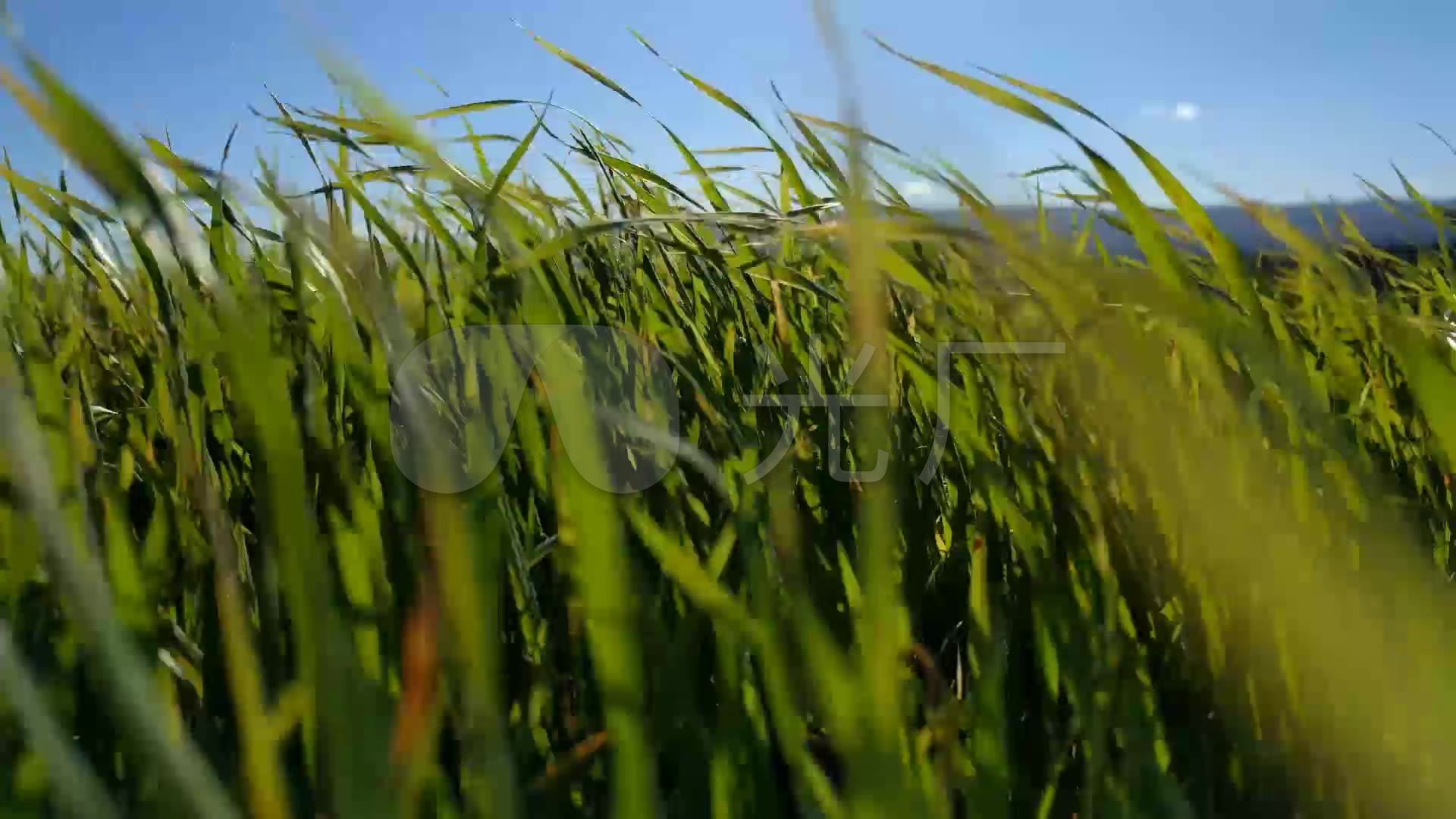 高清风吹草动视频素材
