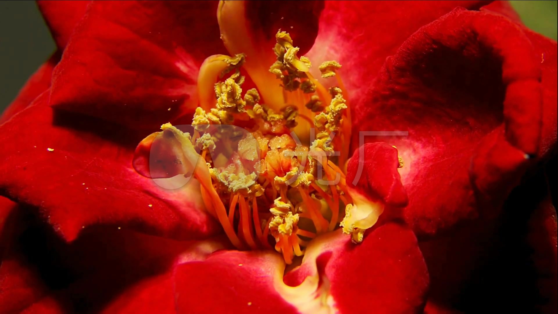 鲜花花朵红玫瑰绽放花瓣花蕊高速摄影_1920x1080_高清