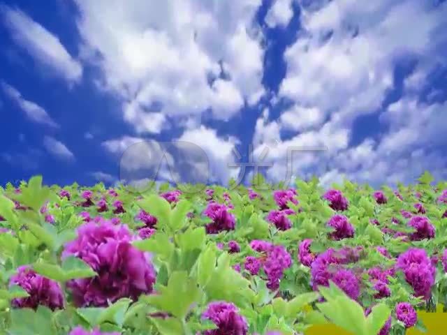 蓝天白云牡丹花5分50秒视频_640x480_高清视频素材(:)