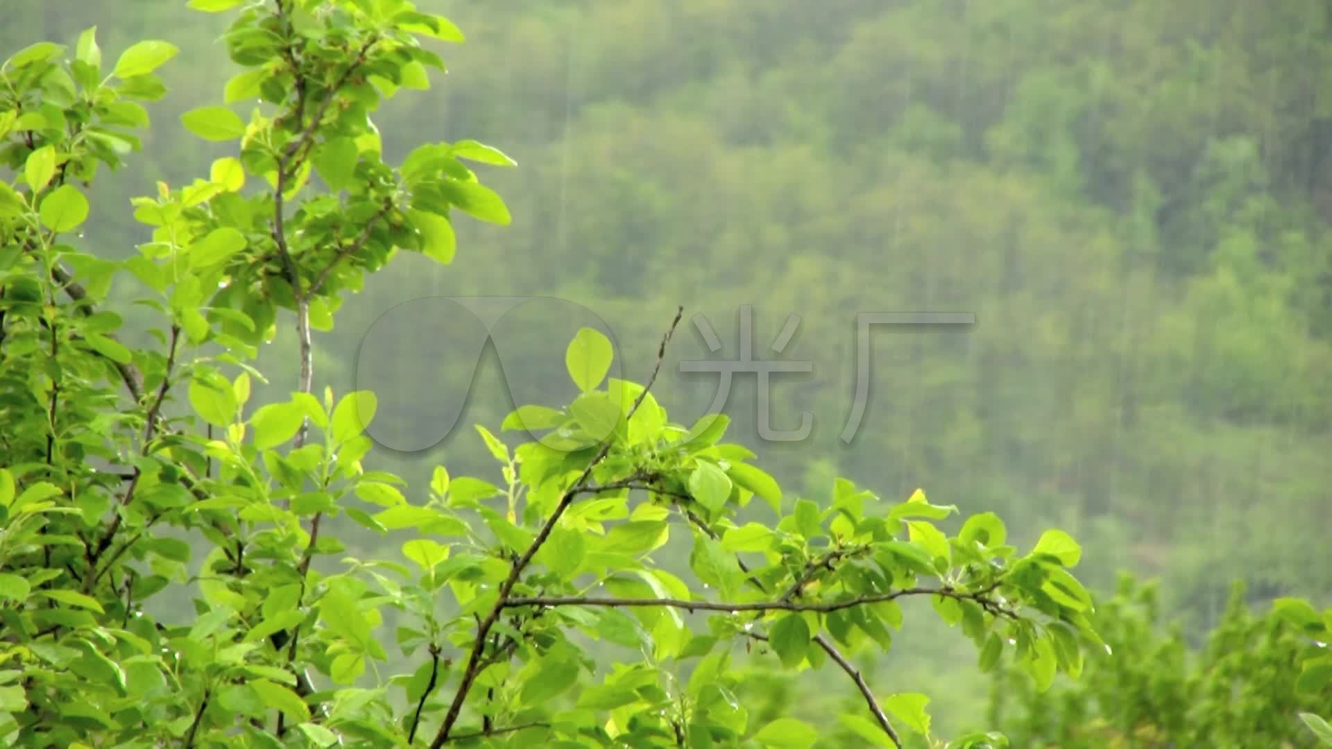 水滴下雨春天春雨水珠_1920x1080_高清视频素材下载