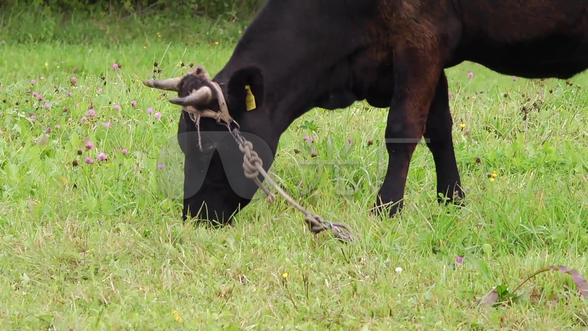 牛吃草在绿草地上休息高清实拍视频素材