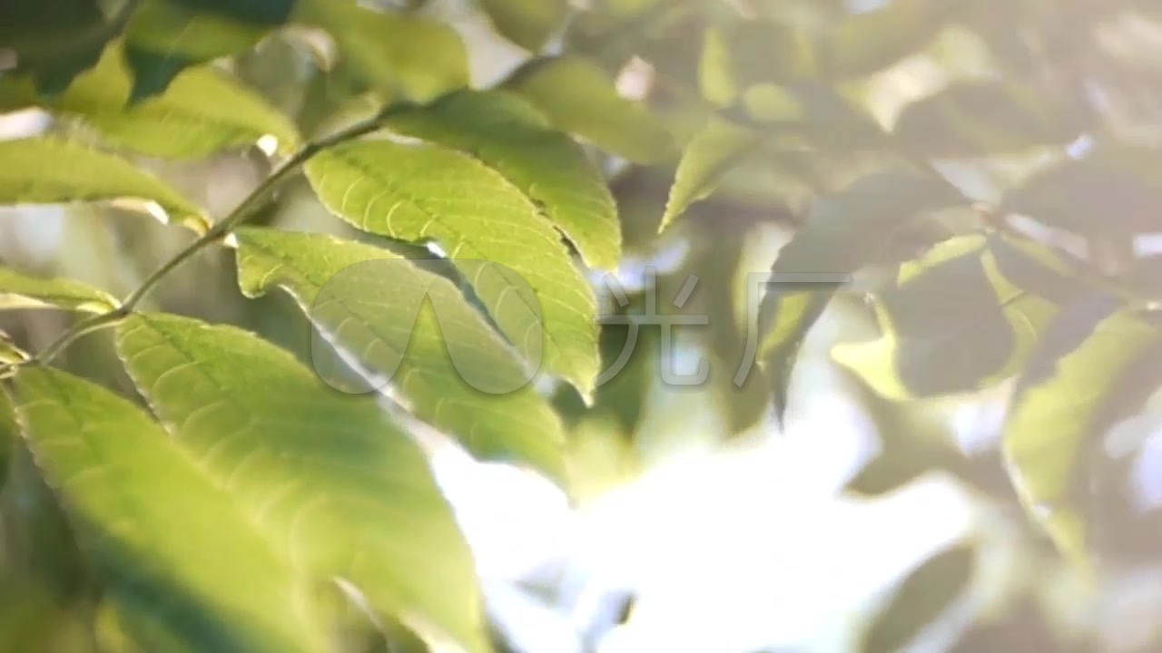 阳光透过树叶树影斑驳实拍视频素材