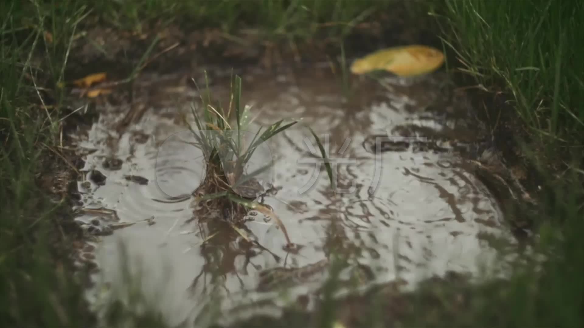 下雨天湿漉的马路边草地高清实拍视频素材