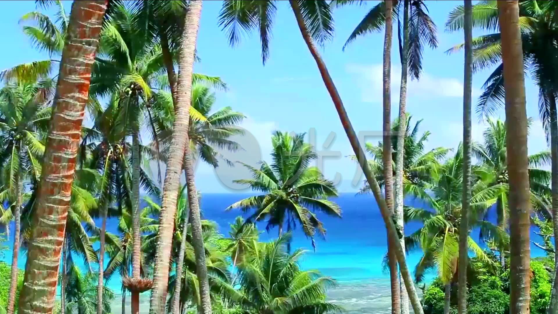 海滩椰子树,沙滩,海景,大海,海边风景_1920x1080_高清