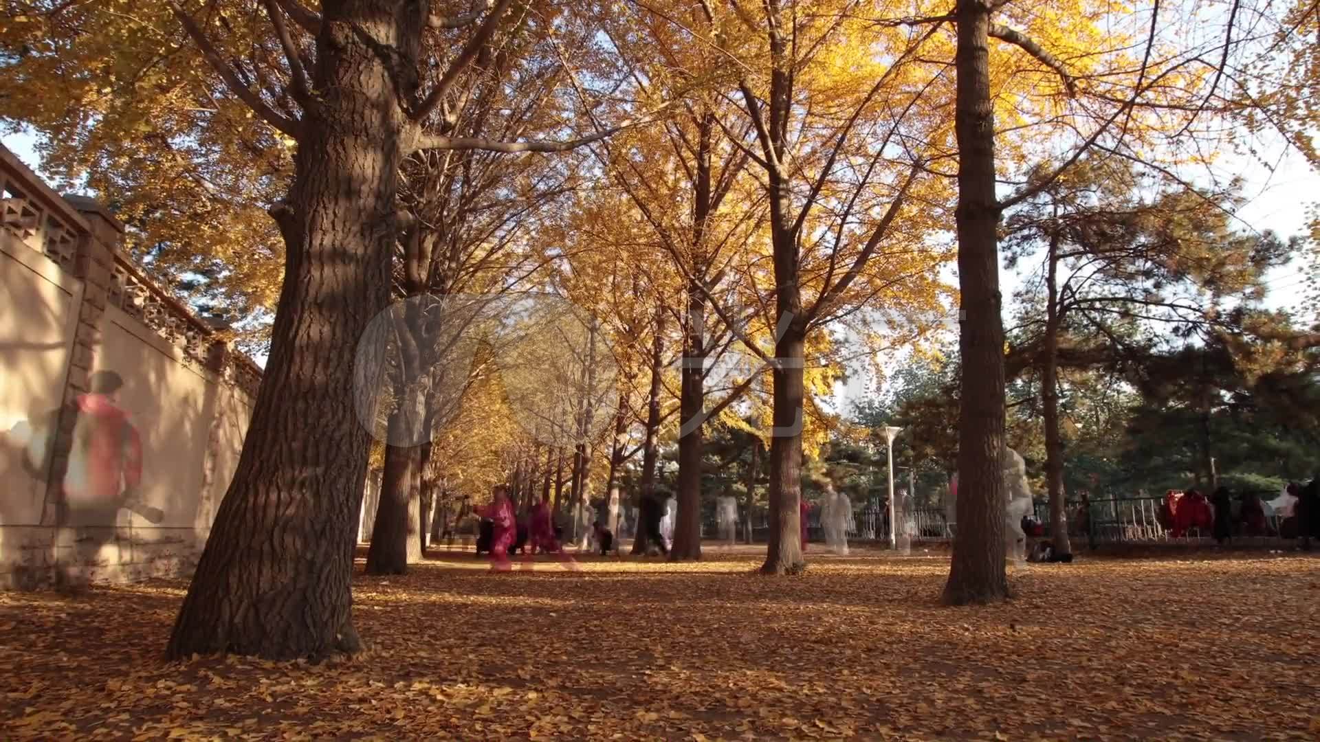 北京城市秋天风景实拍高清视频素材