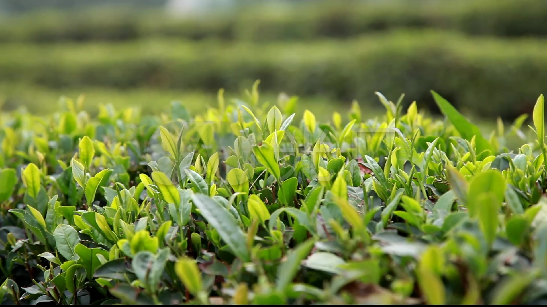 茶 茶园 绿茶