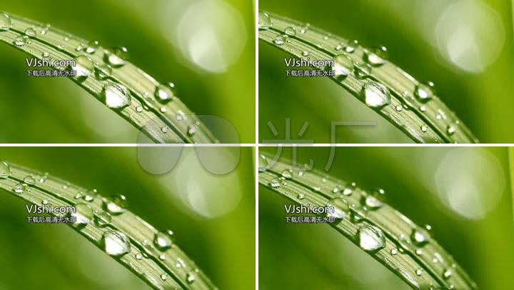 雨后绿叶雨滴露珠春天绿色树叶水水珠大自然叶子晶莹剔透清晨长叶子