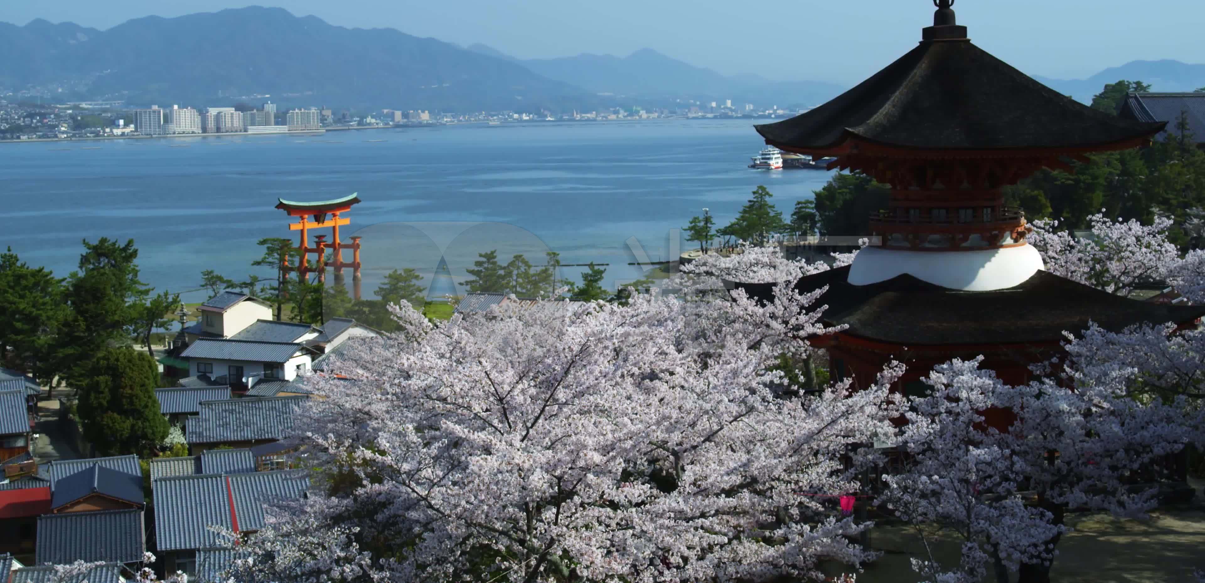 美丽富士山下的樱花开放季节_3840X1860_高