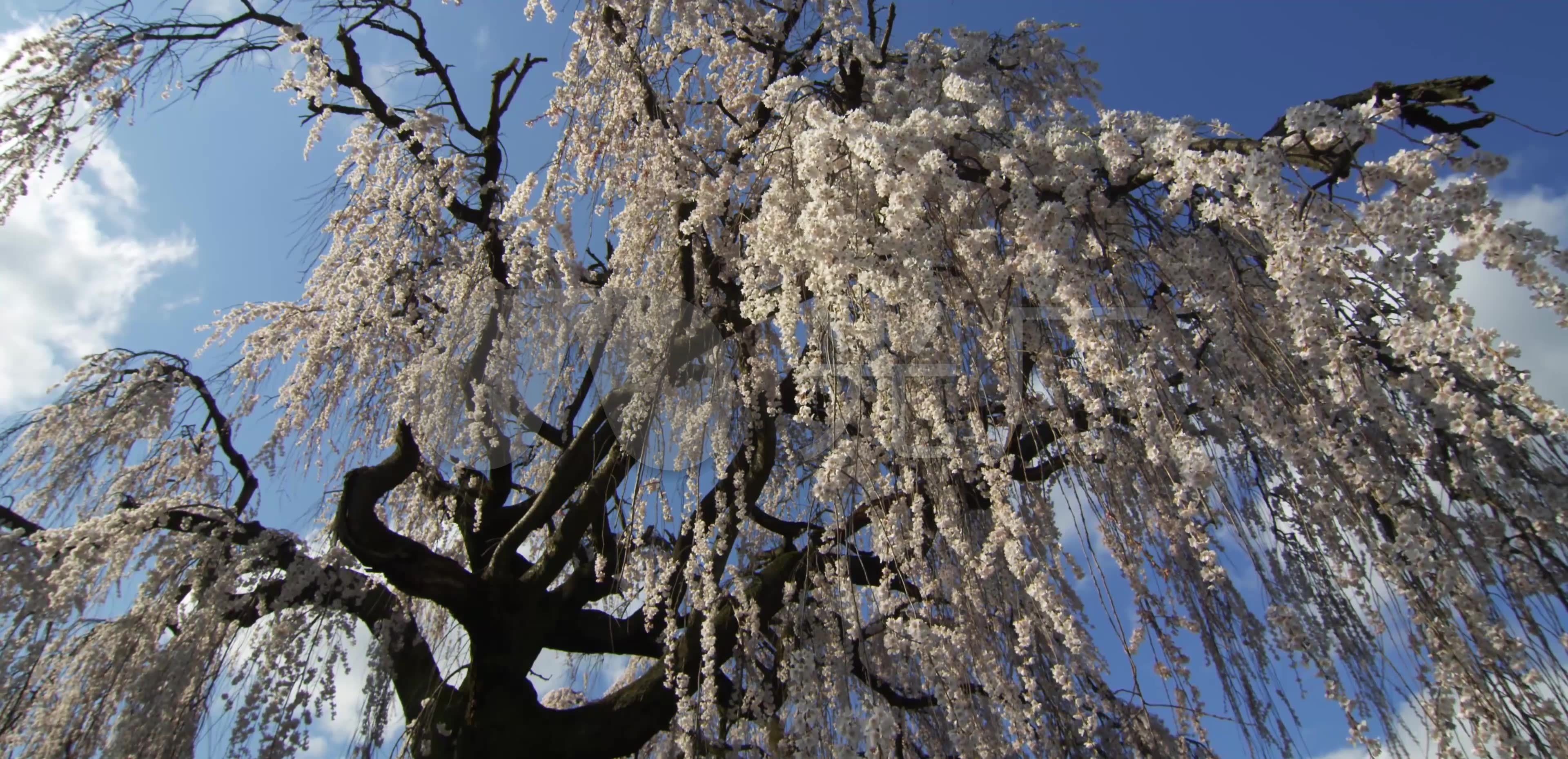 美丽富士山下的樱花开放季节_3840X1860_高