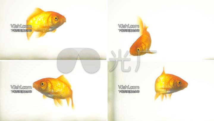 金鱼鱼缸金鱼特写鱼金鱼戏水动物