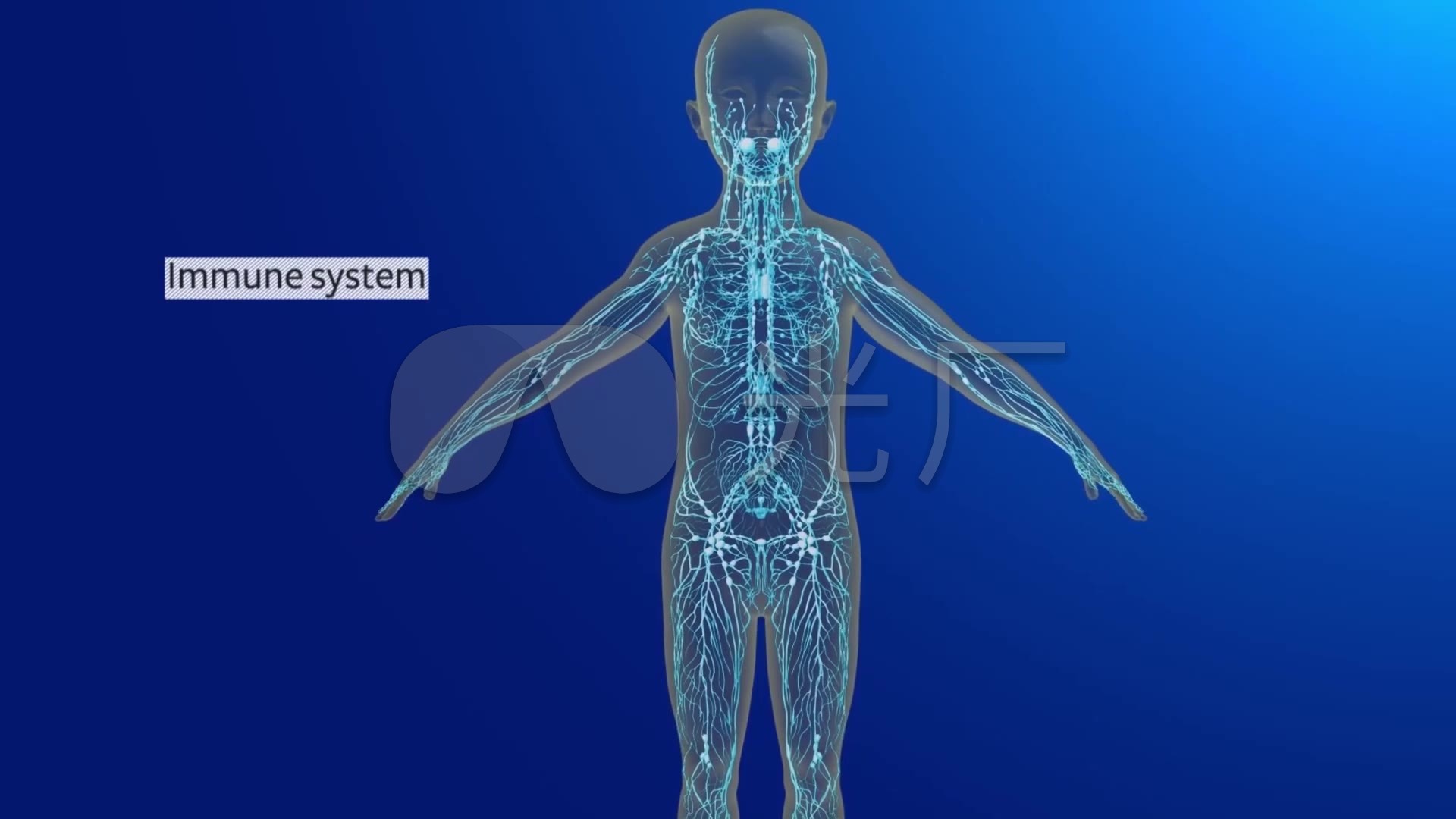 国外医学科教三维人体肌理虚拟仿真动画演示_