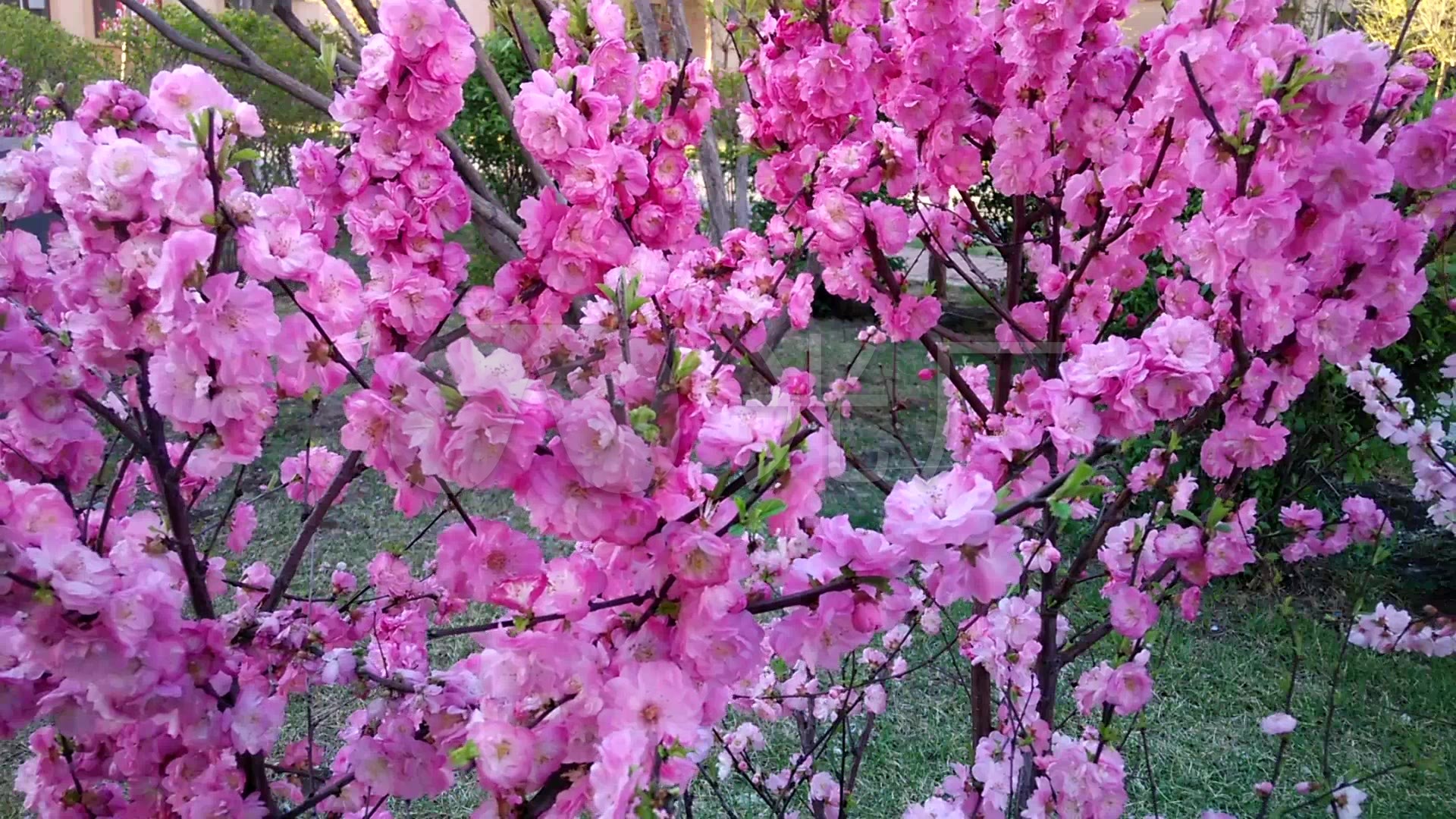 高清实拍春天景象春暖花开粉红樱花