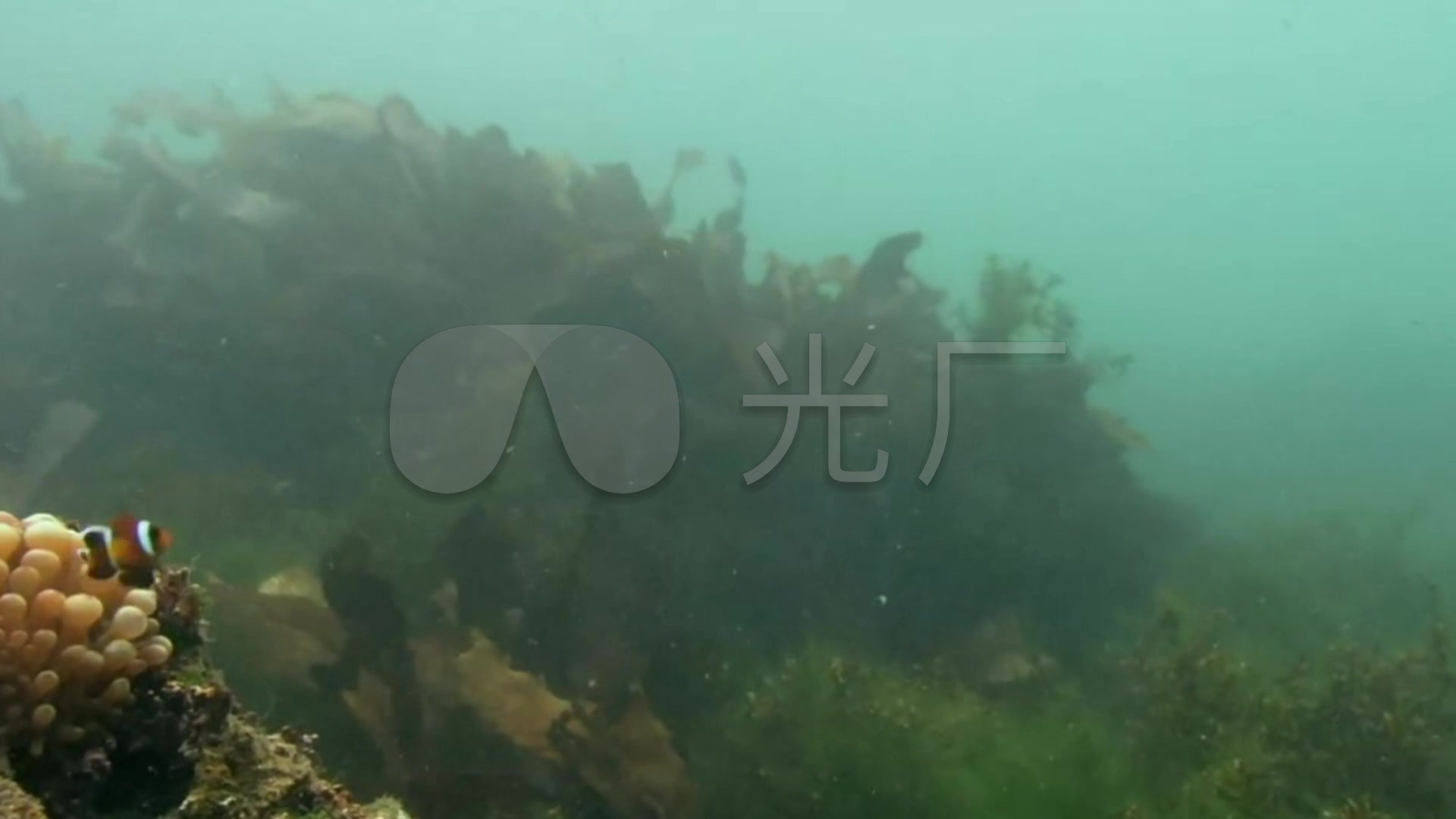 海藻海带海底生物_1920X1080_高清视频素材