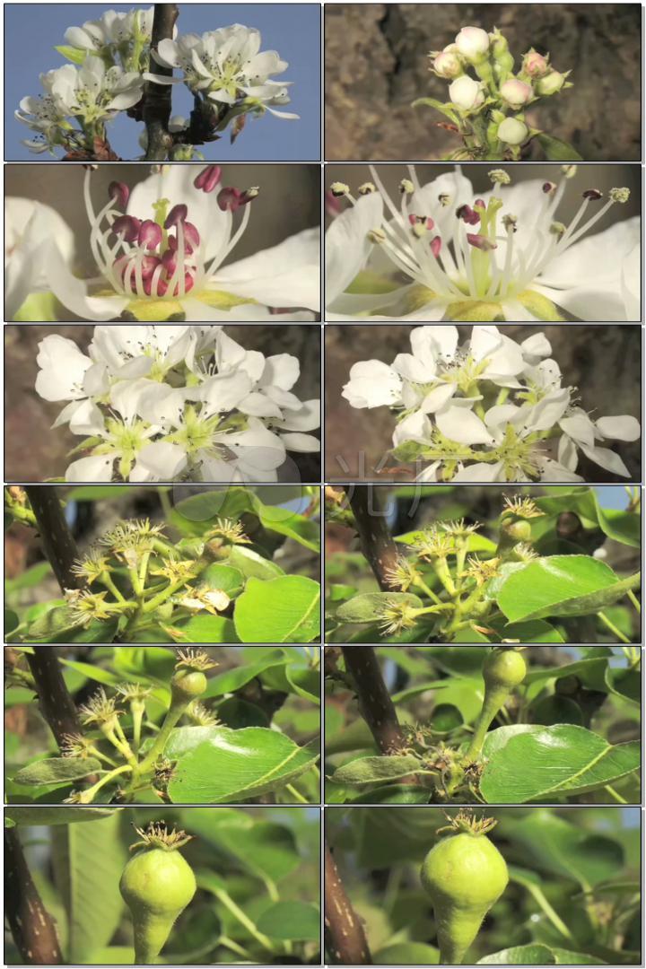 春暧花开果实成长