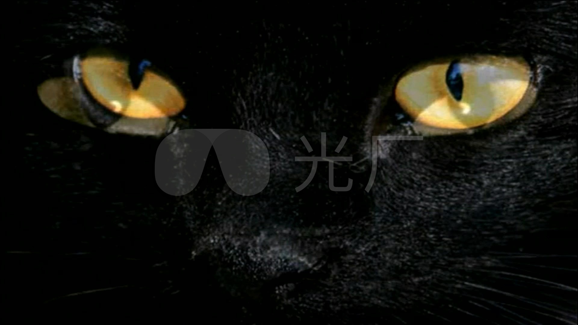 猫头 变 眼睛