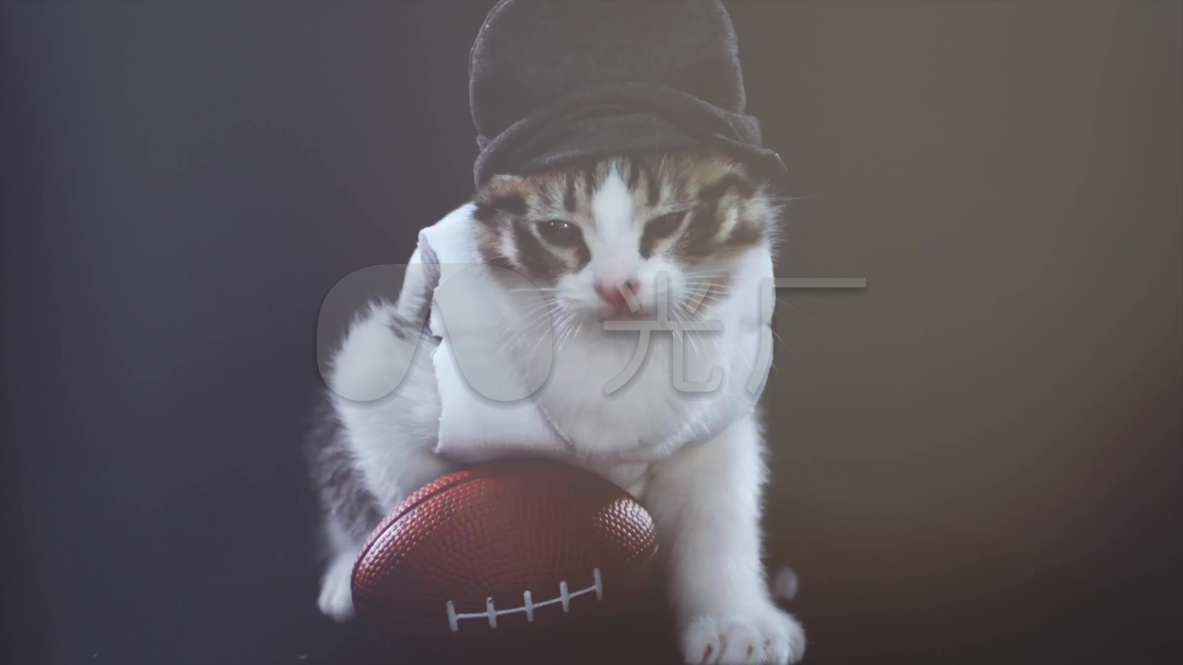 可爱猫咪帅气猫咪宠物宣传片