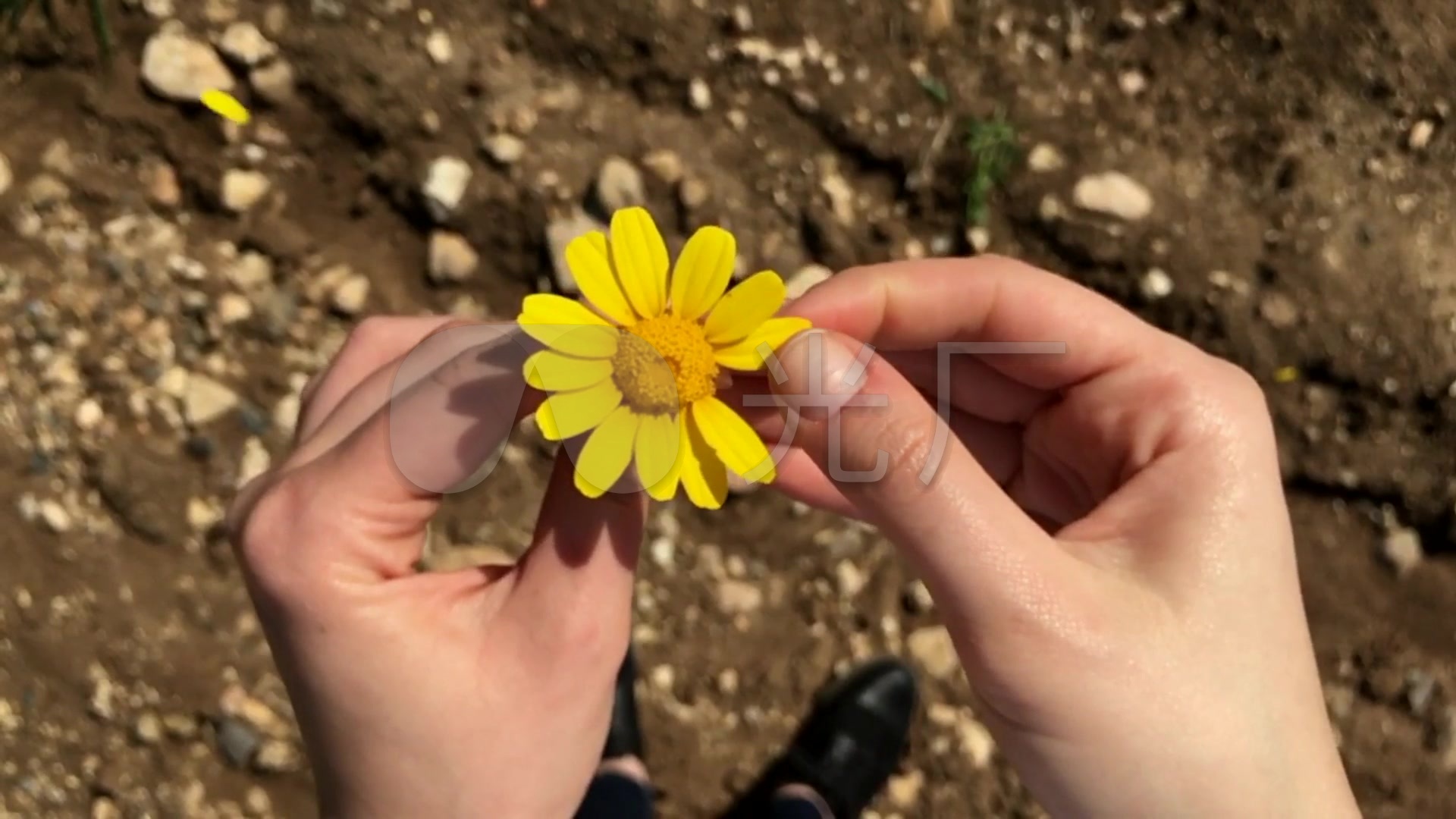 菊花黄花黄色的小花摘花瓣揪花瓣数花瓣视频_1920x