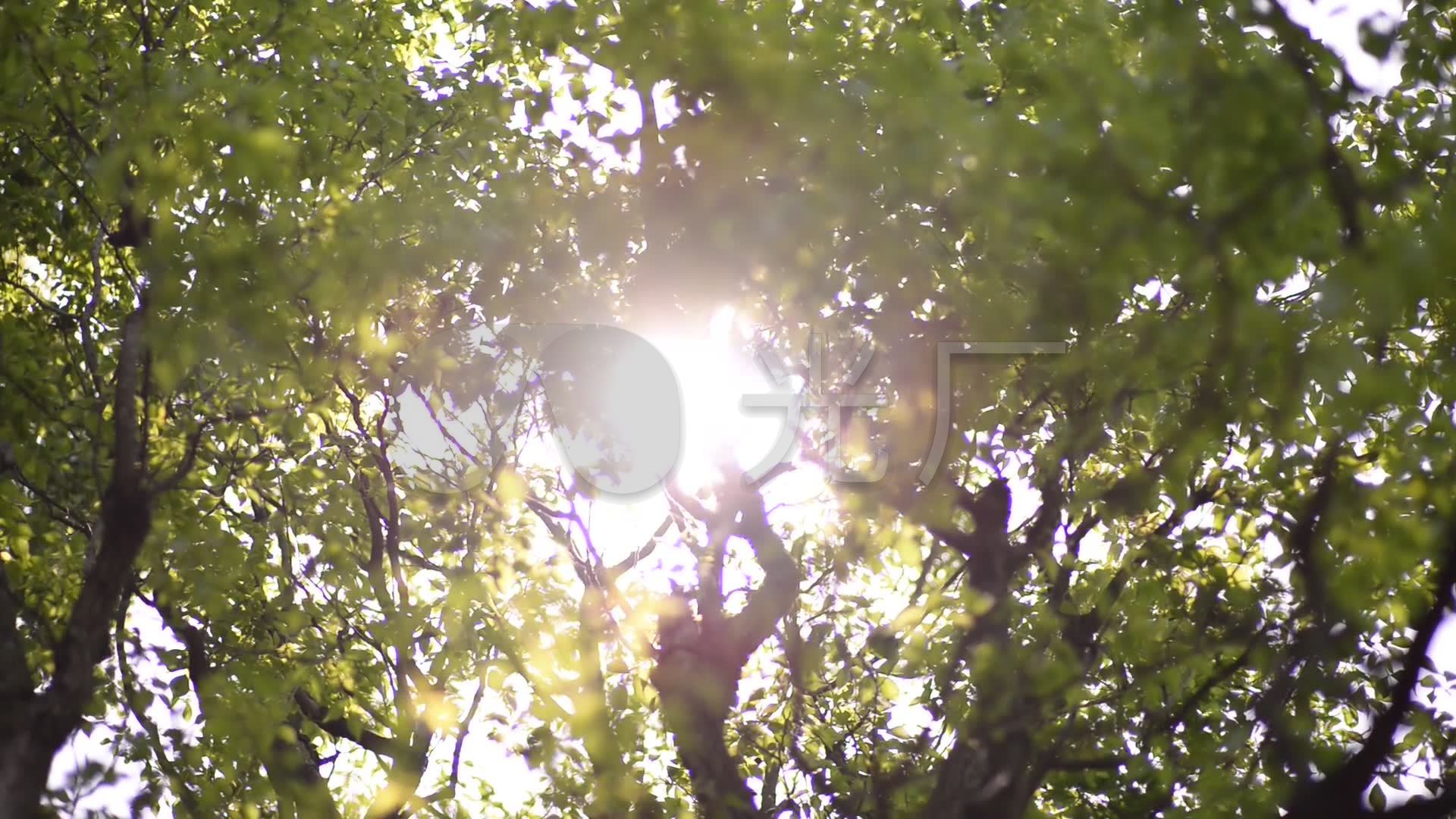 视频素材 实拍视频 自然风景 早晨阳光日出清晨春天  来自视频原始