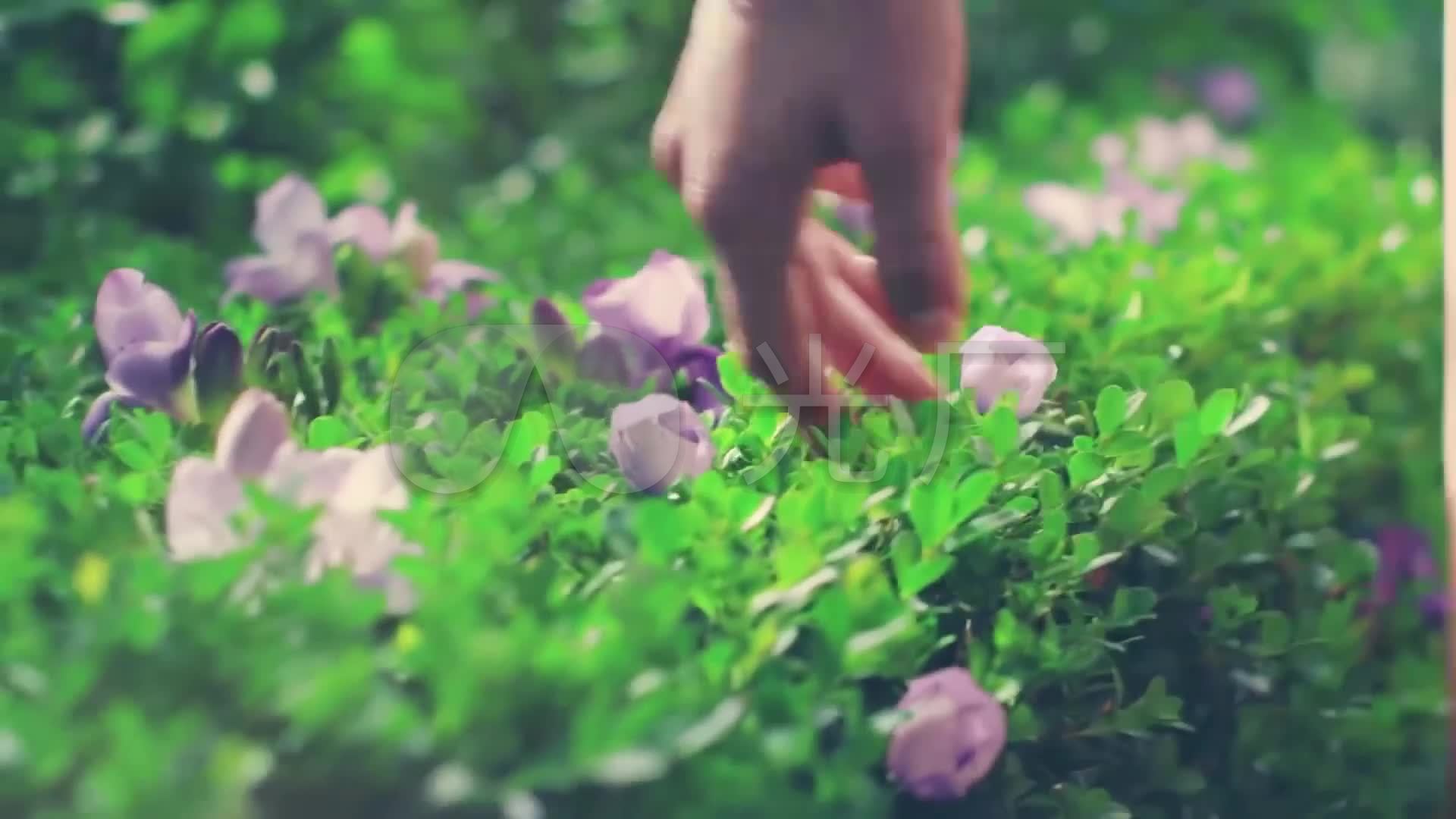 唯美少女手捧蝴蝶放飞花海_1920x1080_高清视频素材