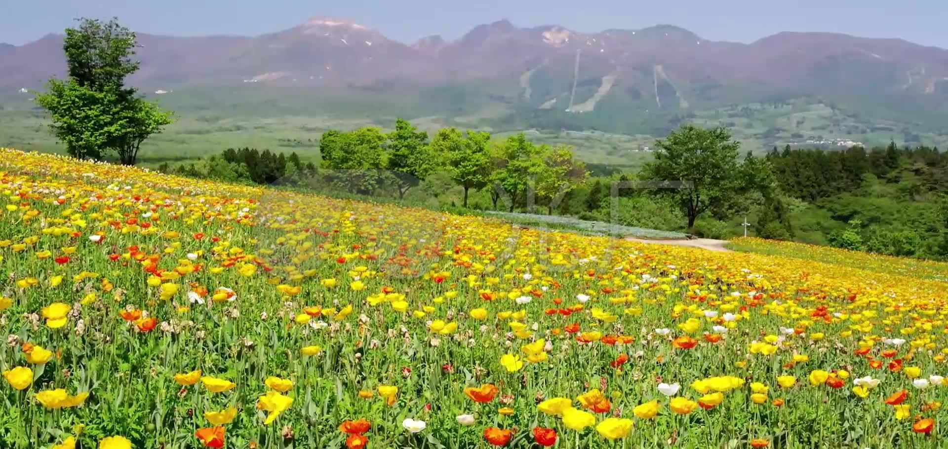 唯美花园花丛花卉春暧花开