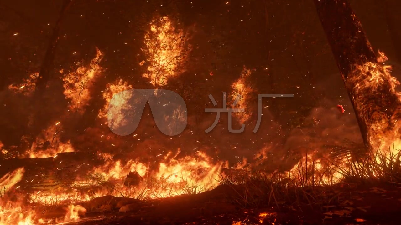 森林火灾火烧树林