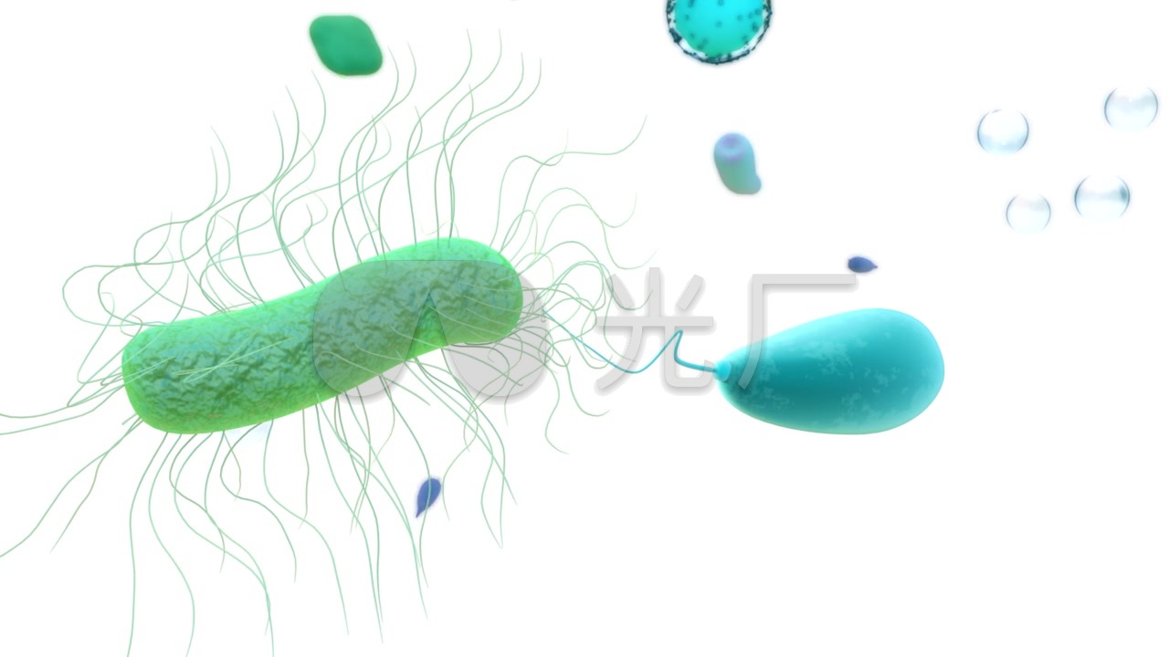 微生物细胞放大