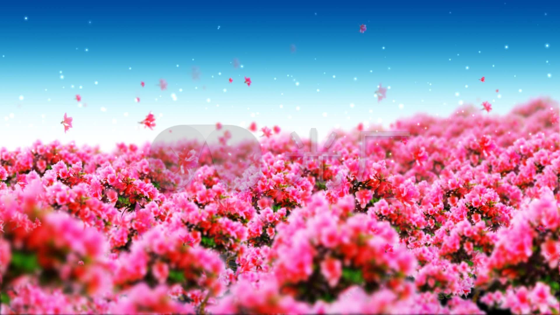 唯美浪漫映山红