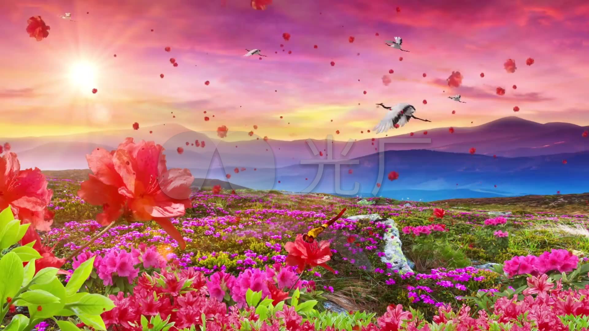 映山红花瓣飞舞夕阳美景_1920x1080_高清视频素材下载(编号:524177)