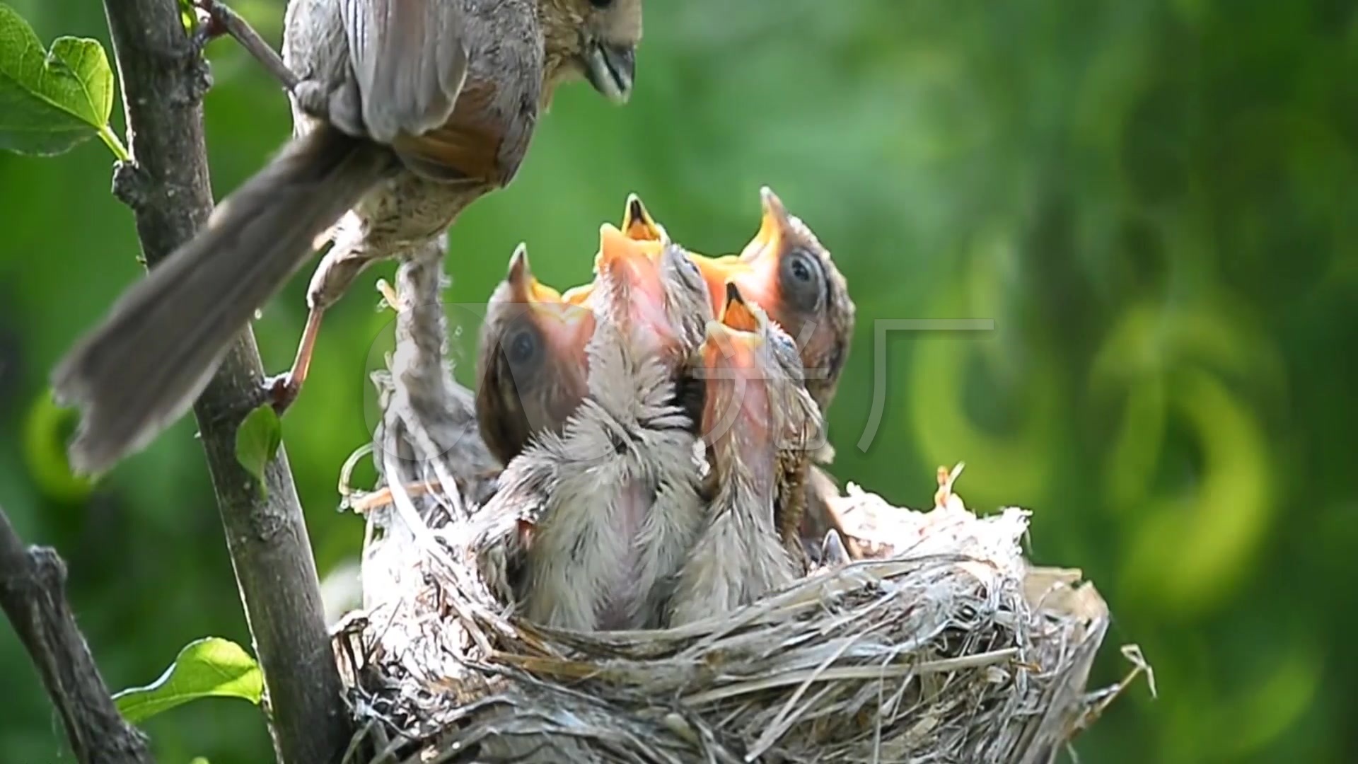 美丽的小鸟喂食宝宝