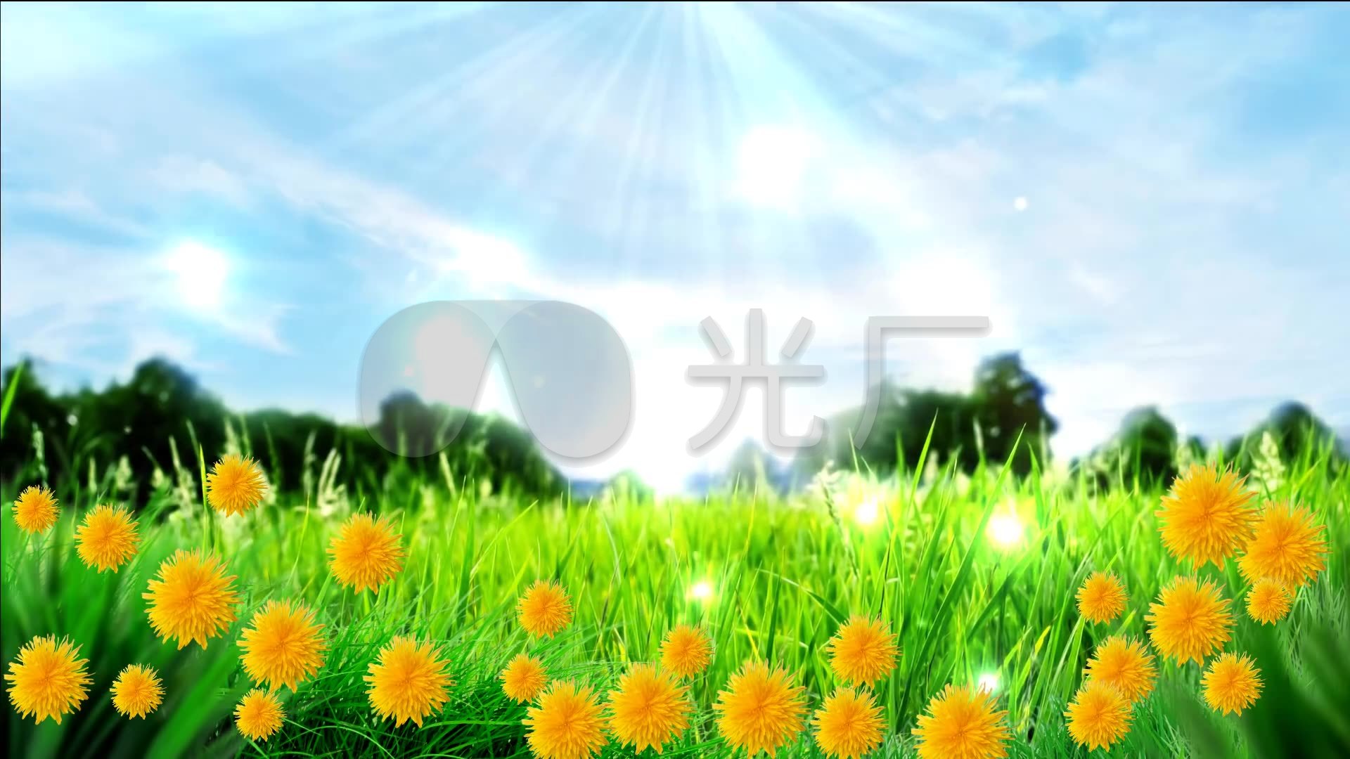 阳光花朵草地蓝天白云