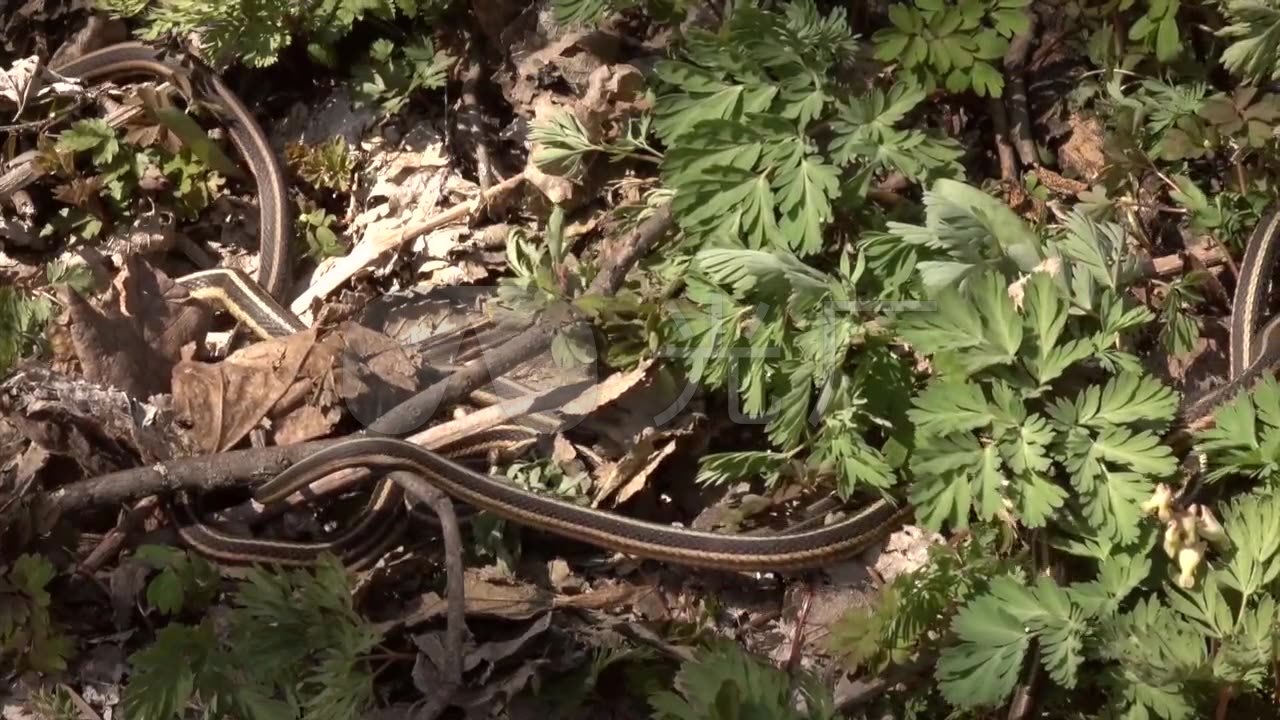 森林蛇 