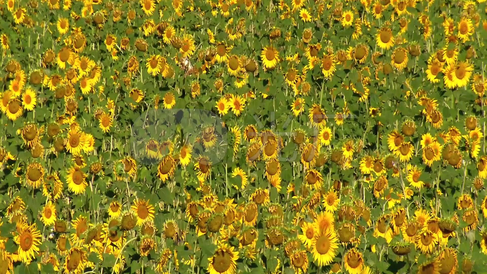 花卉公园多种鲜花盛开美景_1920x1080_高清视频素材下载(编号:529619)