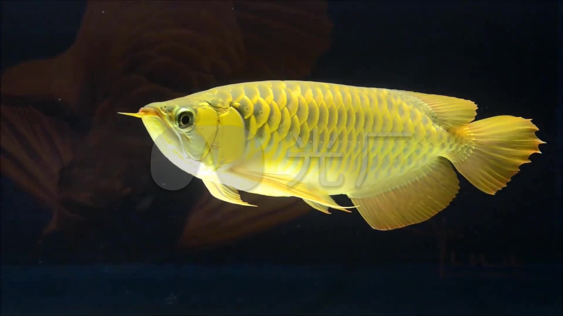 金龙鱼高清动物素材金色
