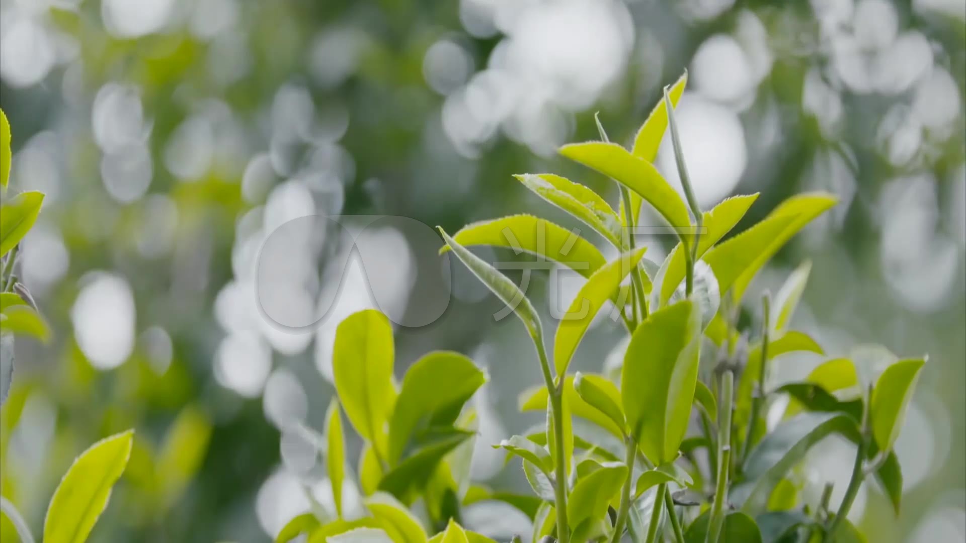 茶道茶叶茶文化宣传片_1920x1080_高清视频素材下载(编号:535535)