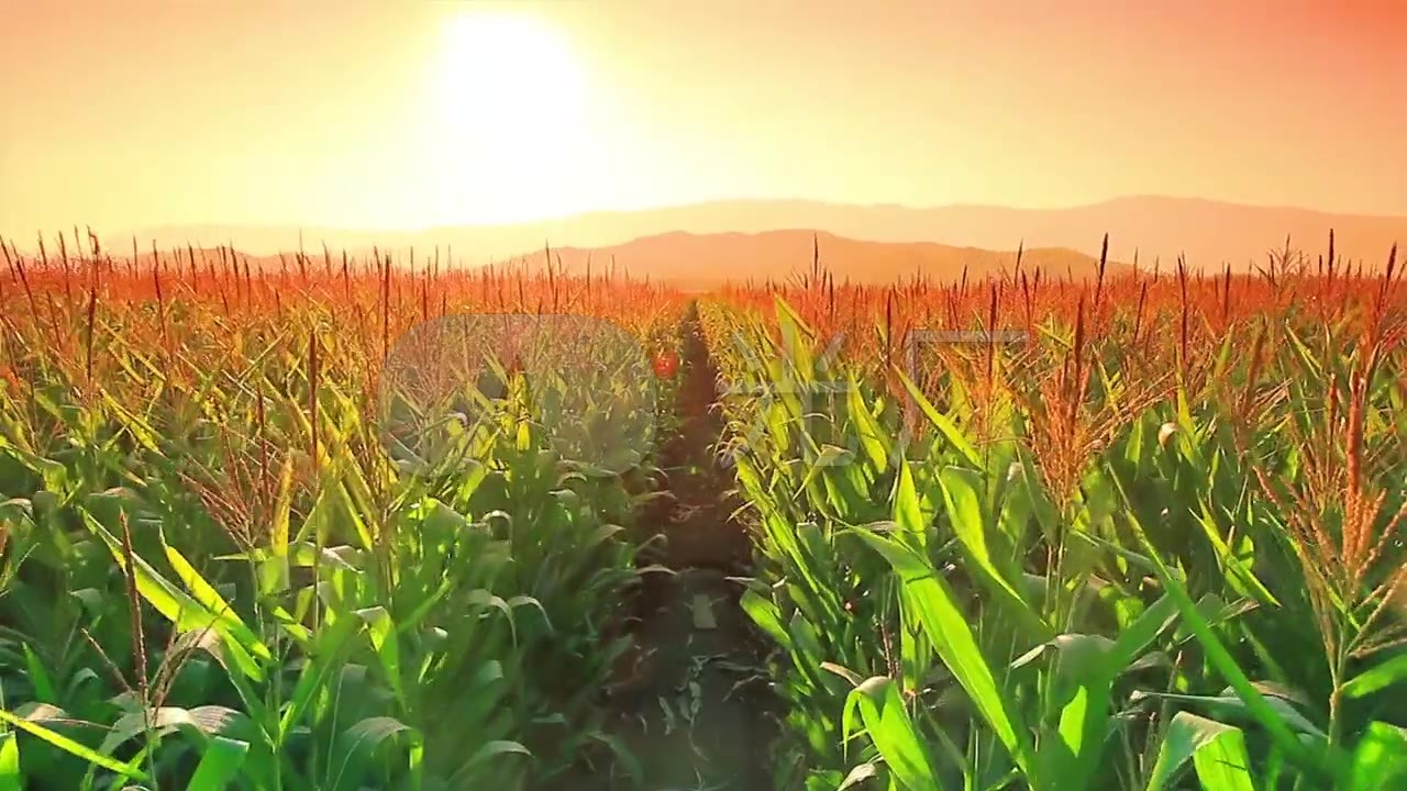 梦幻麦田玉米地
