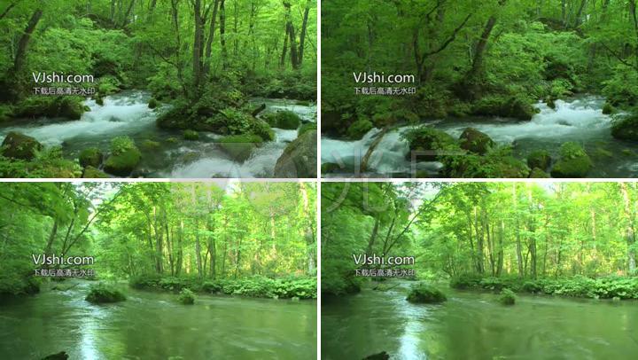绿色的森林清澈的水流树林美景浅水溪流溪流碧绿清澈浅水湾青草水流