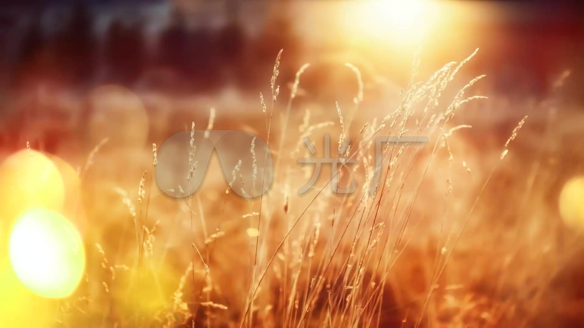 夕阳落日草丛晚秋唯美视频_1920x1080_高清视频素材