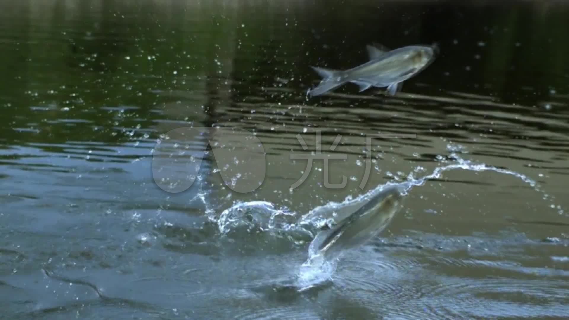 Bass Fish Jumping Out Of Water