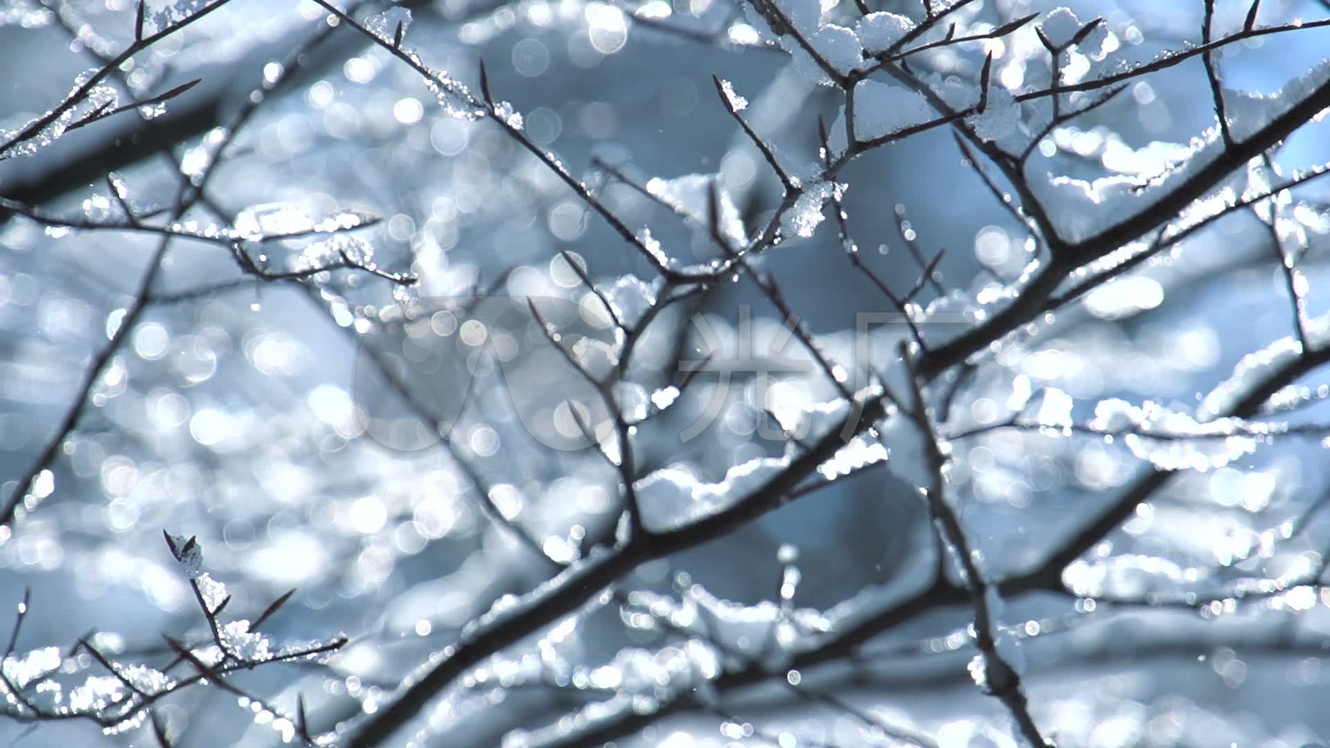 下雪结霜的树枝
