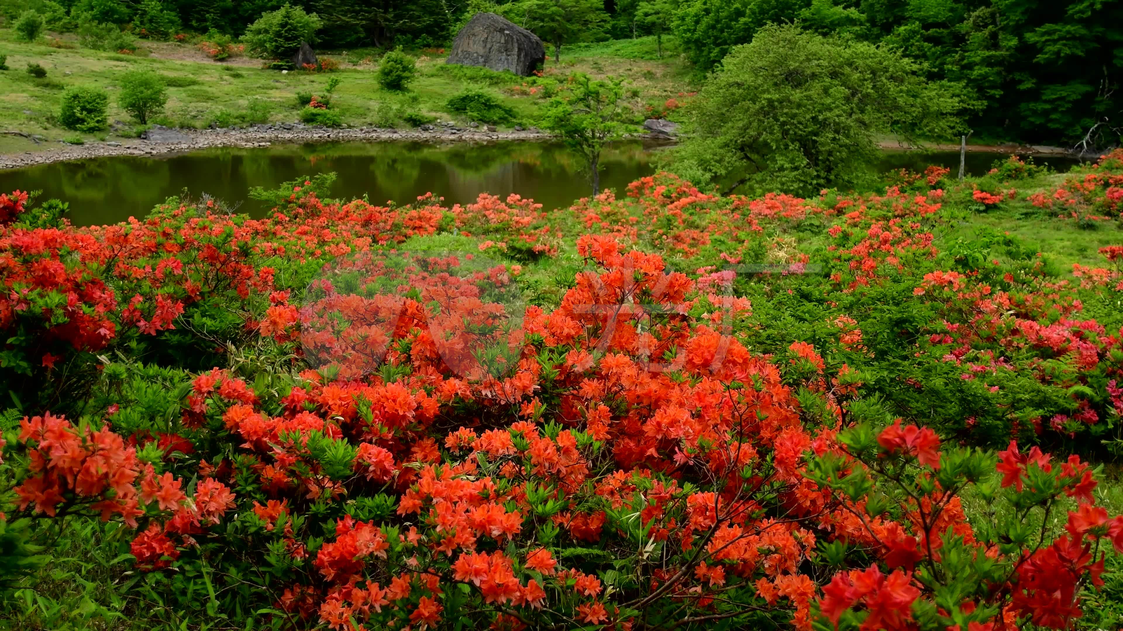 4k超清摄影杜鹃花_3840X2160_高清视频素材