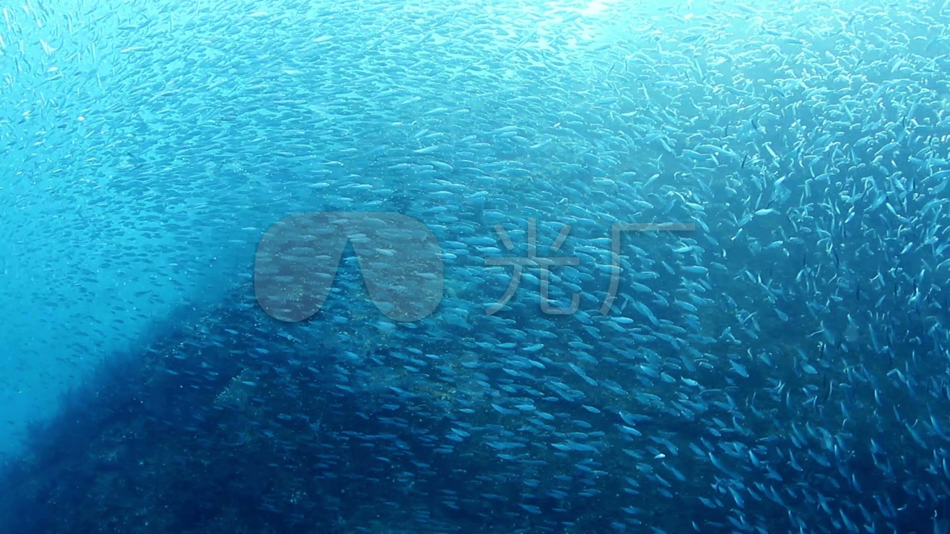 海洋鱼群捕捞_1920x1080_高清视频素材下载(编号:555989)_实拍视频_vj