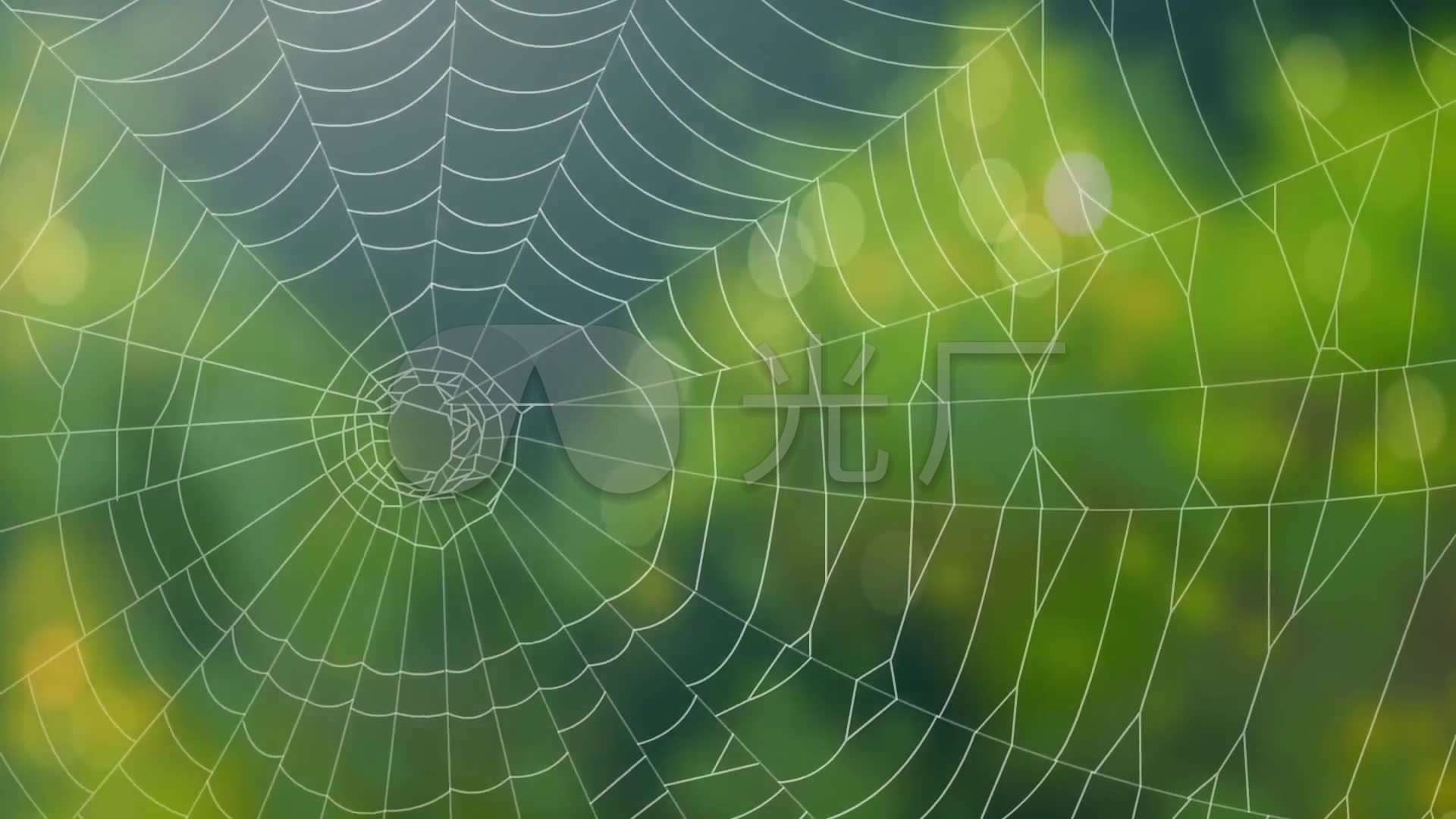 蜘蛛网