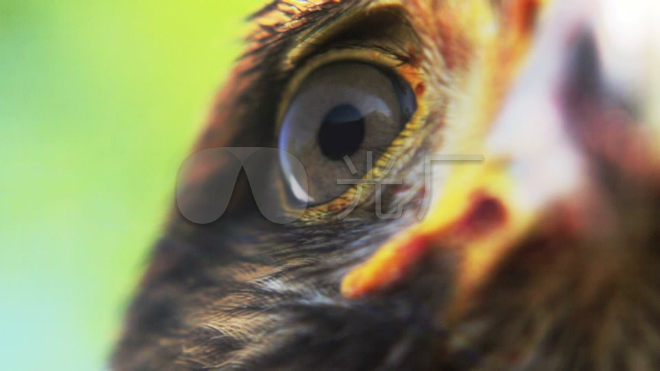 鹰 老鹰 鹰眼 眼睛 动物 特写 眨眼